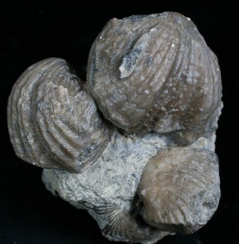 Platystrophia Brachiopod Fossils #5766